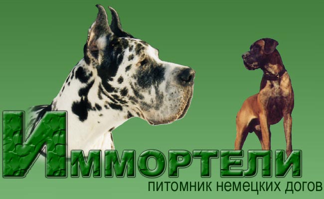 ������� ��������� �������� ����� ��������� / Immorteli logo